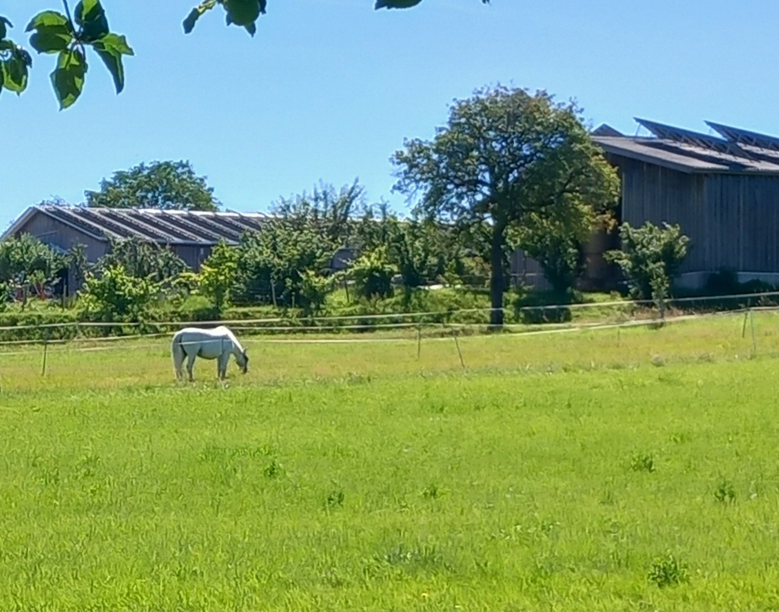 Pferde auf der Weide